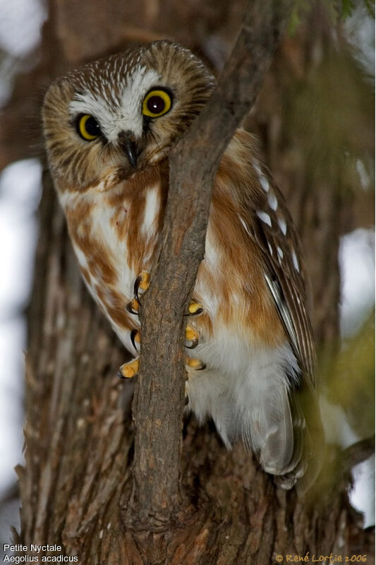 Northern Saw-whet Owl