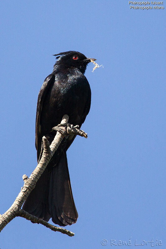 Phainopepla male adult, identification, Reproduction-nesting, Behaviour