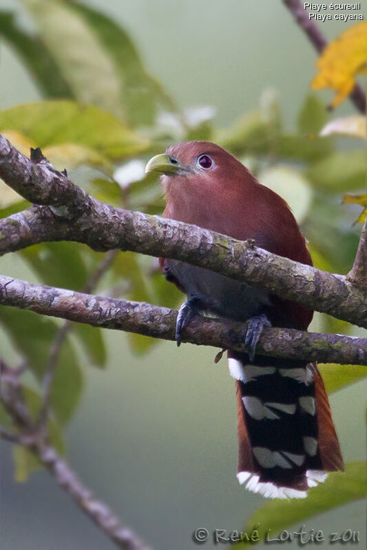 Piaye écureuiladulte, identification