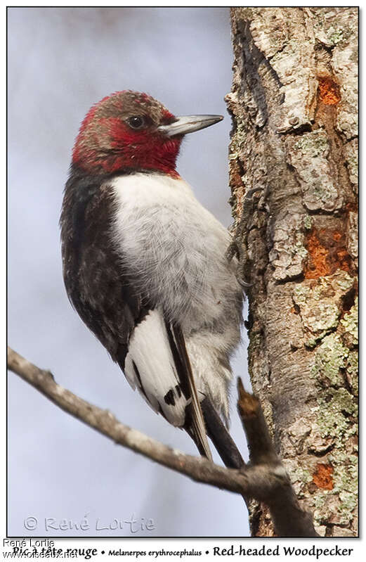 Pic à tête rougesubadulte, identification