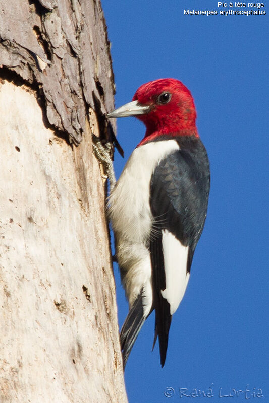 Pic à tête rougeadulte, identification