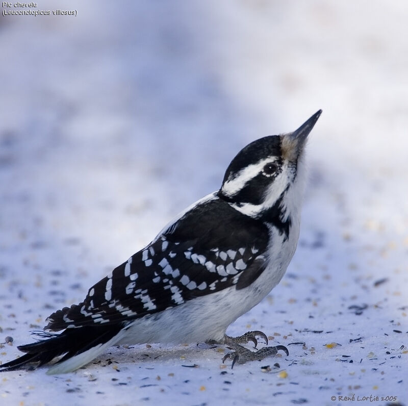 Hairy Woodpecker