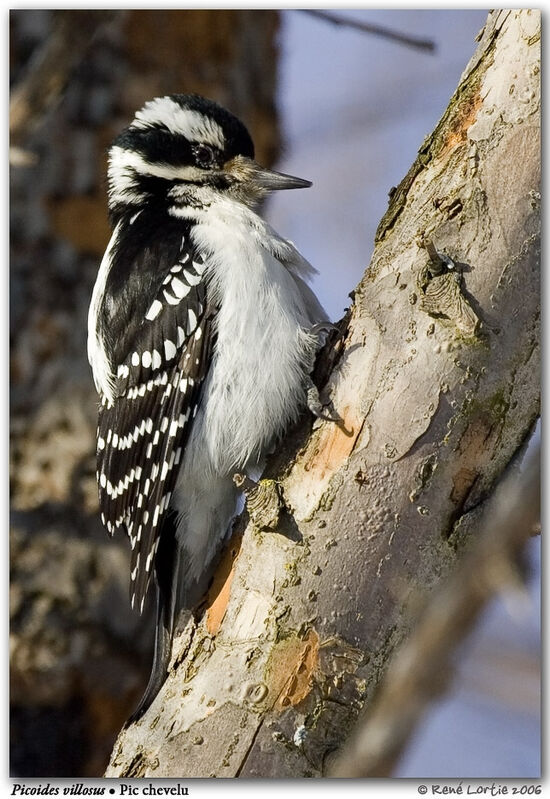 Hairy Woodpecker