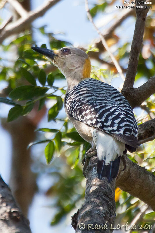 Pic de Hoffmannadulte, identification