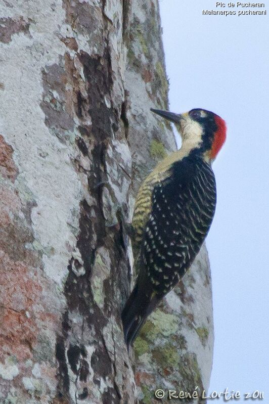 Black-cheeked Woodpeckeradult, identification