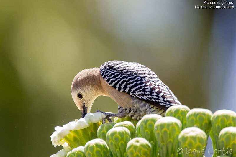 Gila Woodpecker female adult, identification, feeding habits, Behaviour