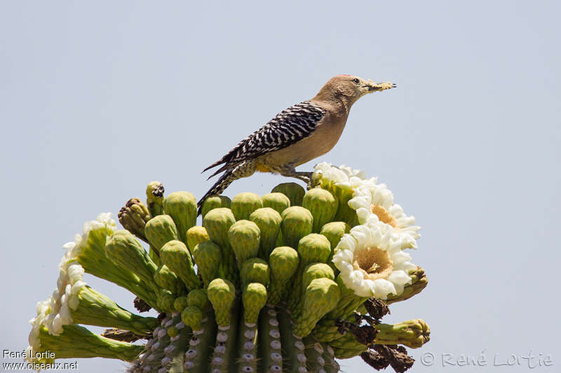 Gila Woodpecker male adult, feeding habits, Behaviour