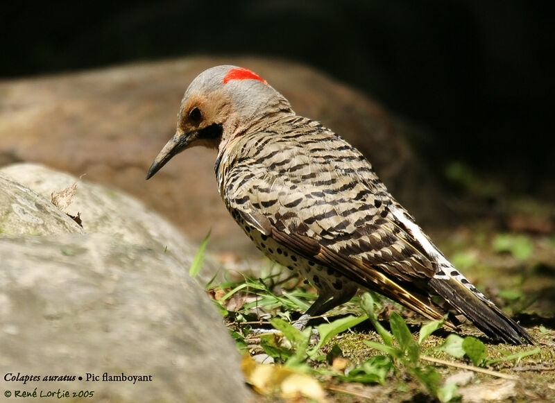 Northern Flicker