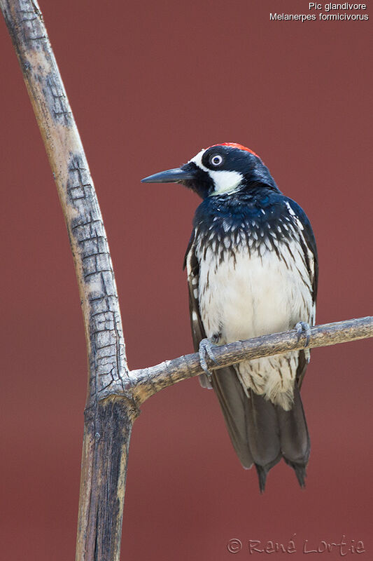 Acorn Woodpecker male adult, identification