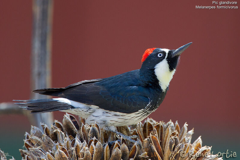 Acorn Woodpecker female adult, identification