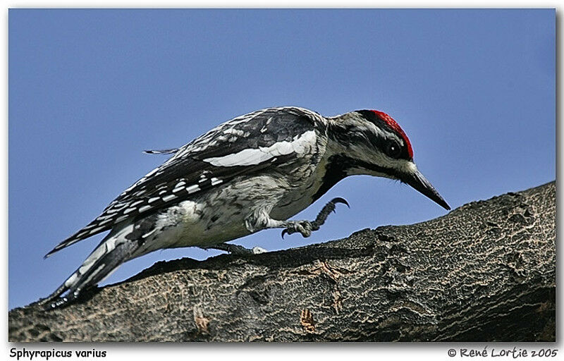 Yellow-bellied Sapsucker