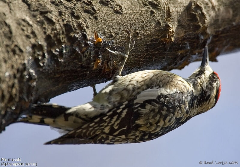 Yellow-bellied Sapsucker