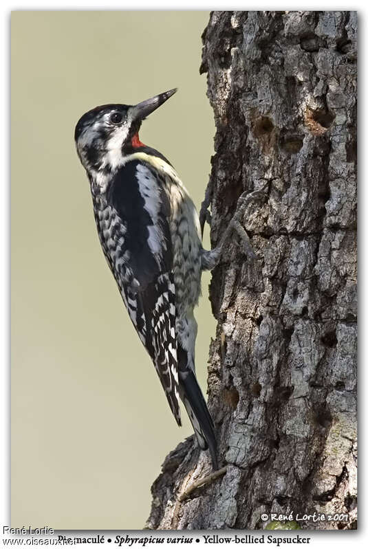 Yellow-bellied Sapsucker male adult