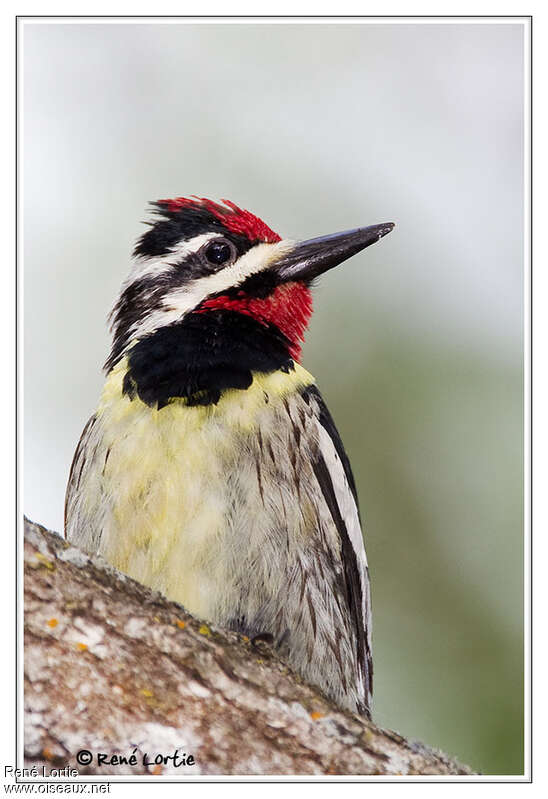 Yellow-bellied Sapsuckeradult breeding, close-up portrait