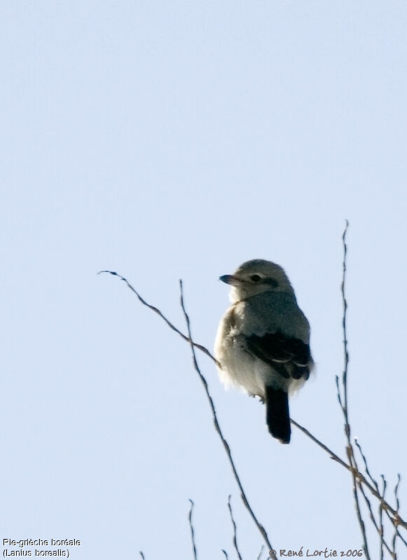 Northern Shrike