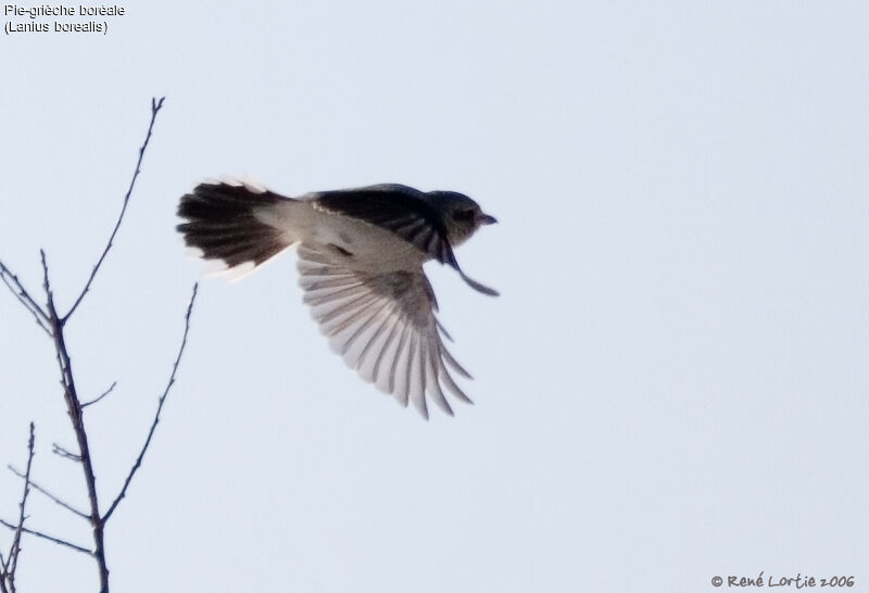 Northern Shrike