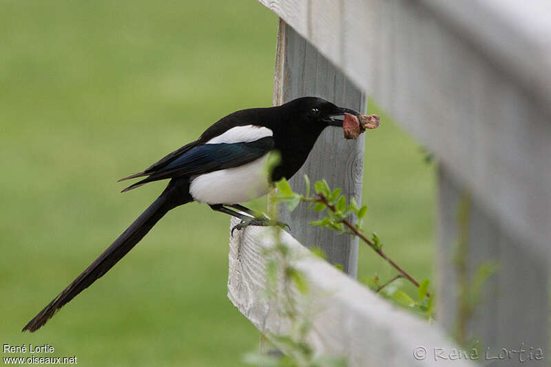 Black-billed Magpieadult, eats, Behaviour