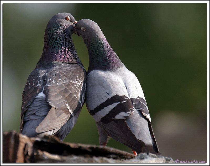 Rock Dove