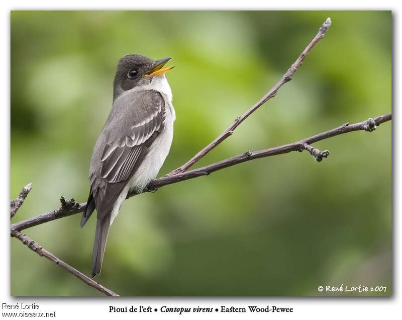 Eastern Wood Peweeadult, identification