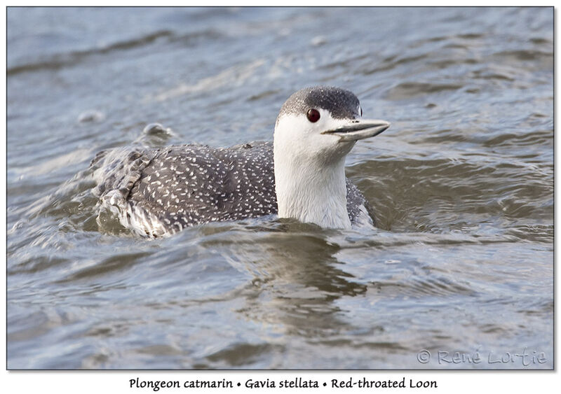 Red-throated Loonadult post breeding, identification