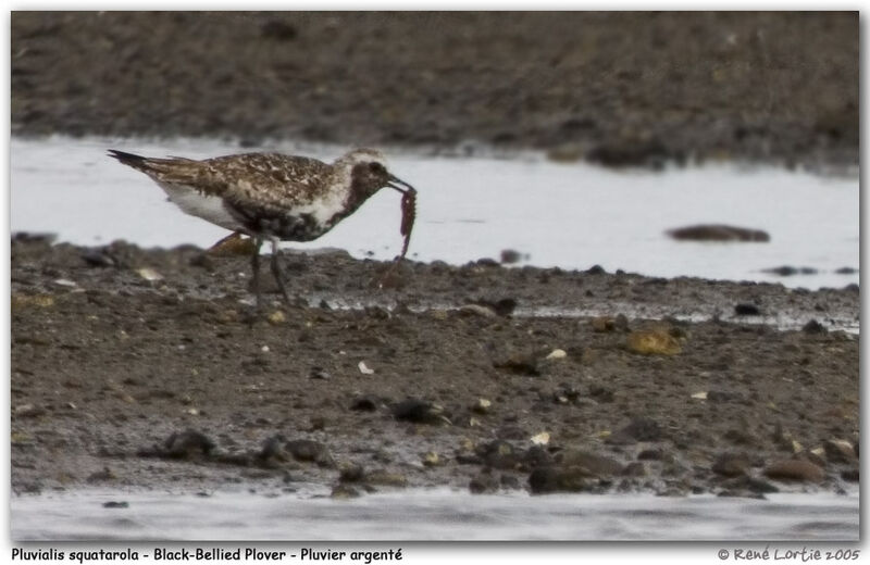 Grey Plover