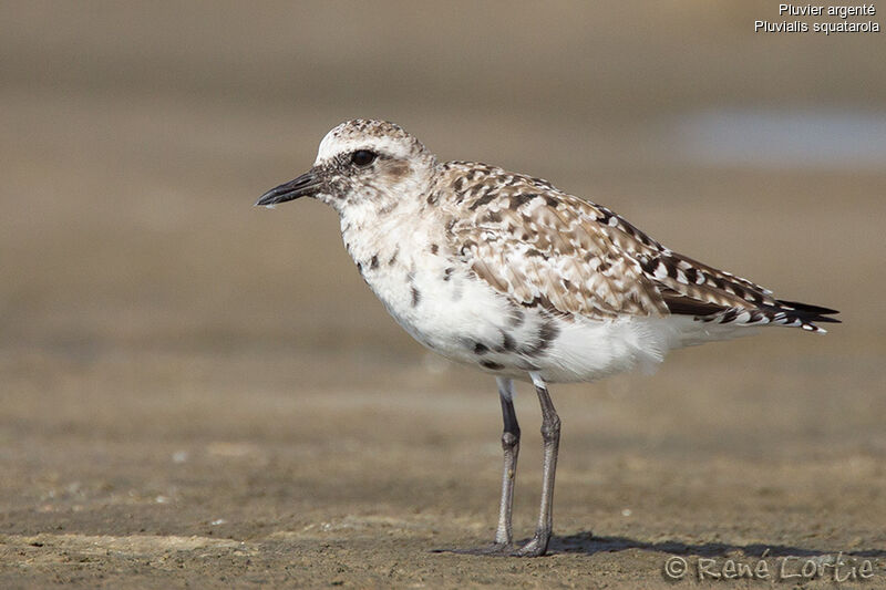 Grey Ploveradult, identification