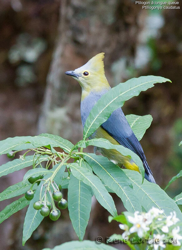 Ptilogon à longue queueadulte, identification