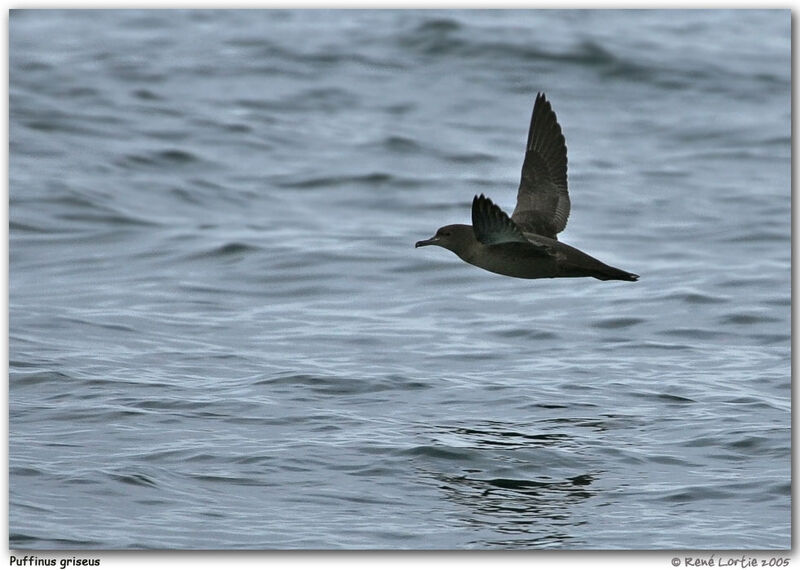 Sooty Shearwater