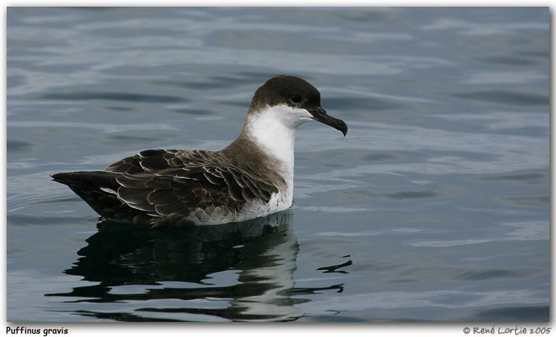 Great Shearwater