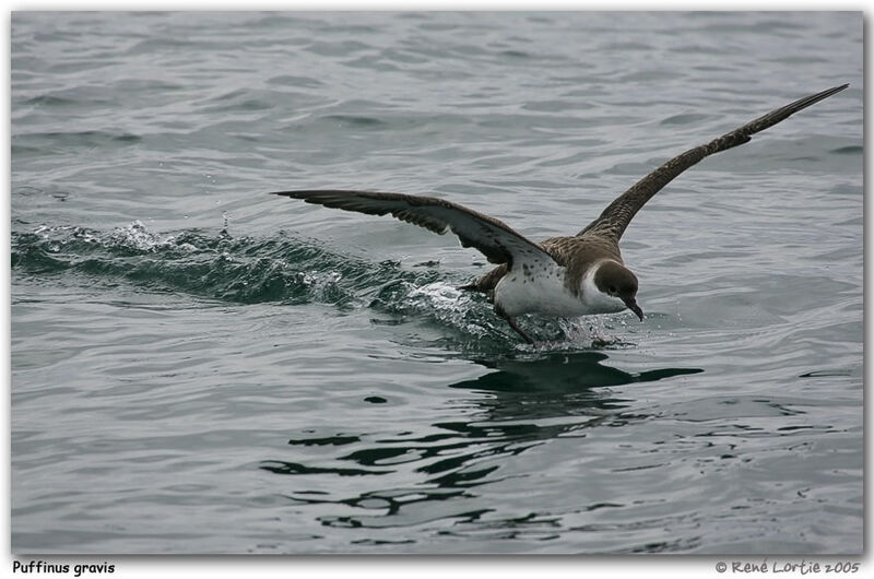 Great Shearwater