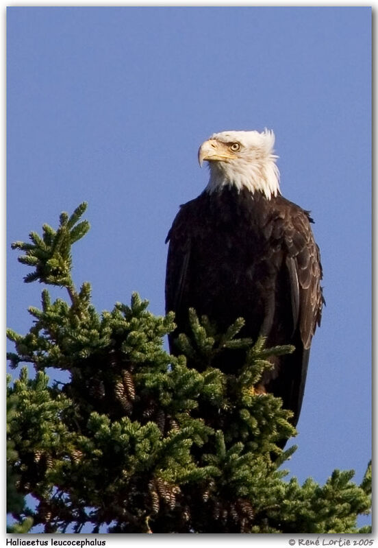 Bald Eagle