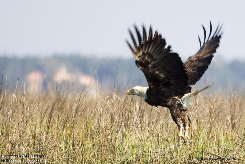 Bald Eagle