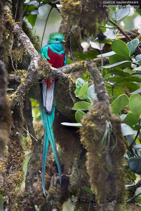 Resplendent Quetzal male adult, identification