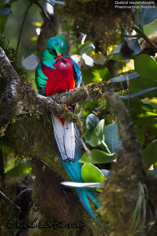 Quetzal resplendissant mâle adulte, identification