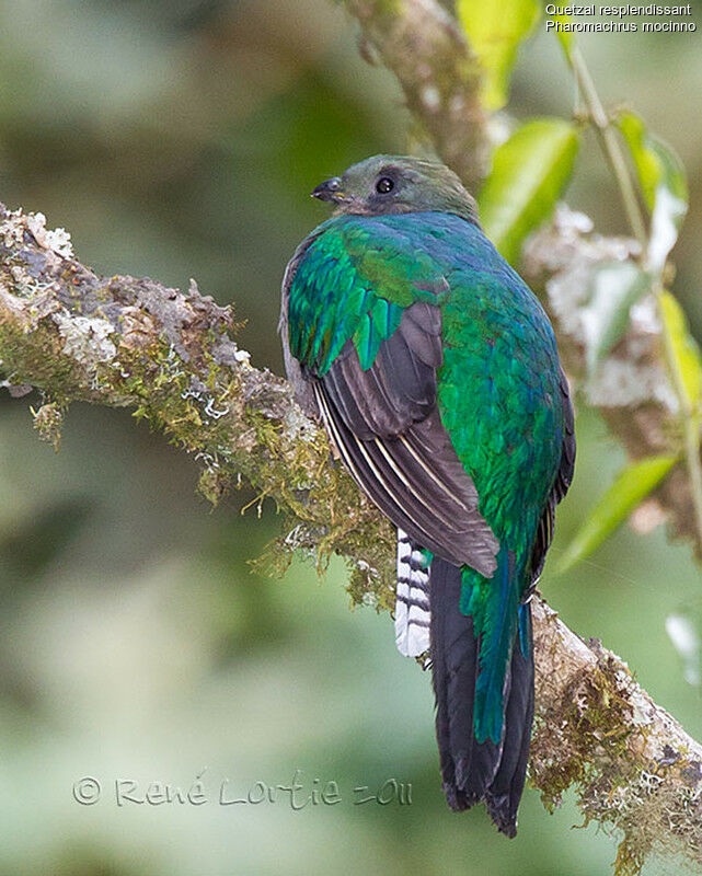 Quetzal resplendissant femelle adulte, identification