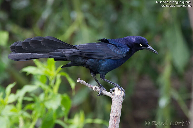 Great-tailed Grackle male adult, identification