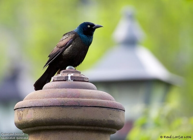 Common Grackleadult