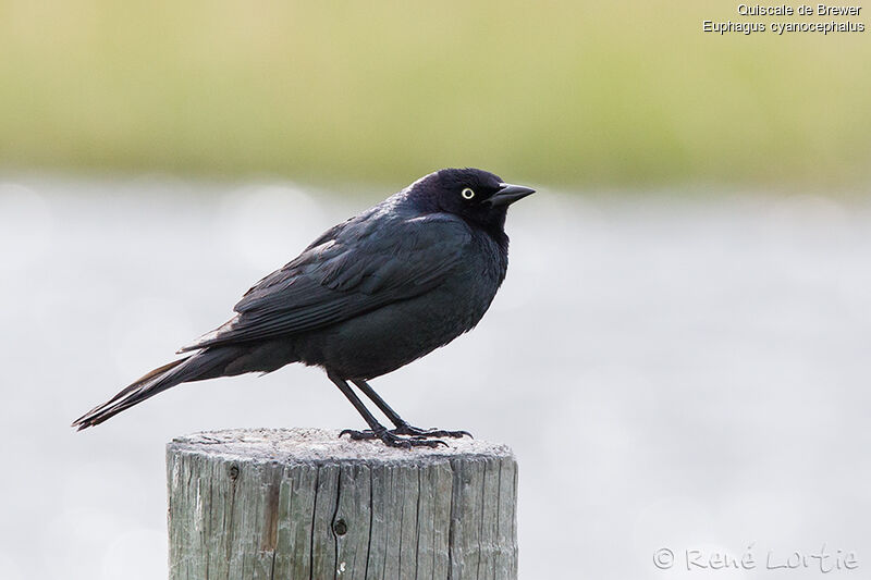 Brewer's Blackbirdadult, identification