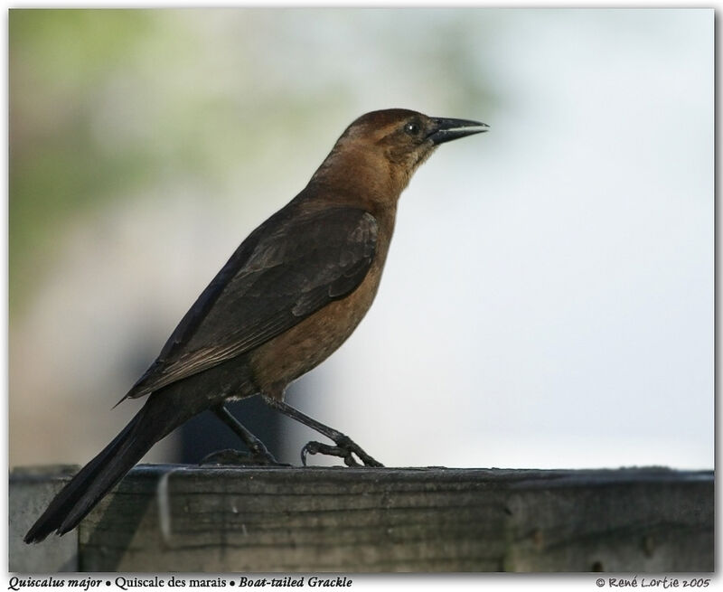 Boat-tailed Grackle