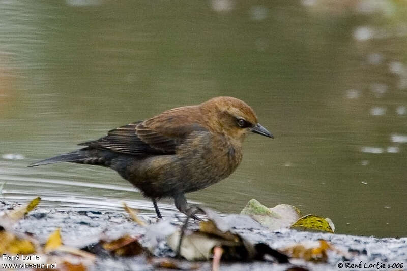 Quiscale rouilleuxjuvénile, identification