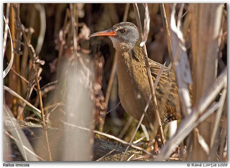 Virginia Rail