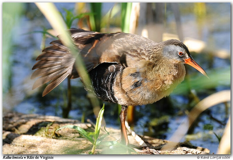 Virginia Rail