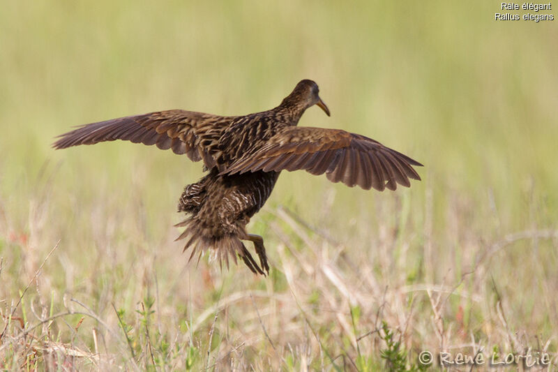 King Railadult, Flight