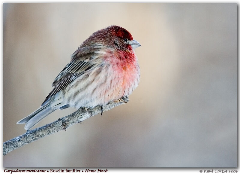 House Finch