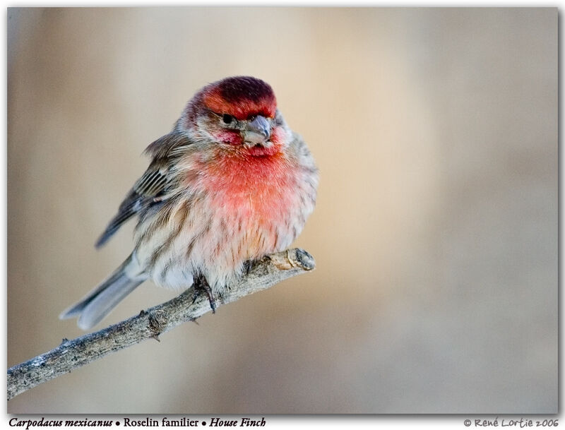 House Finch