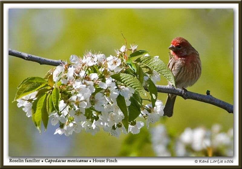 House Finch