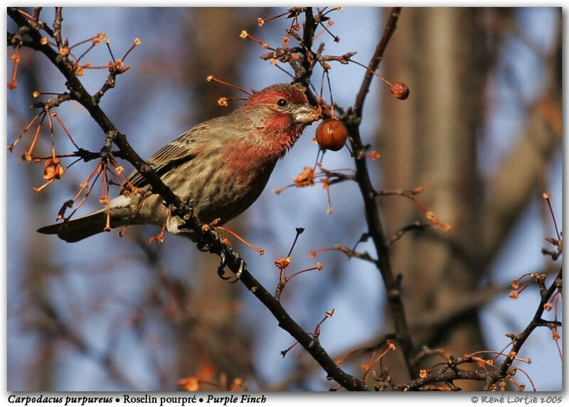 Purple Finch