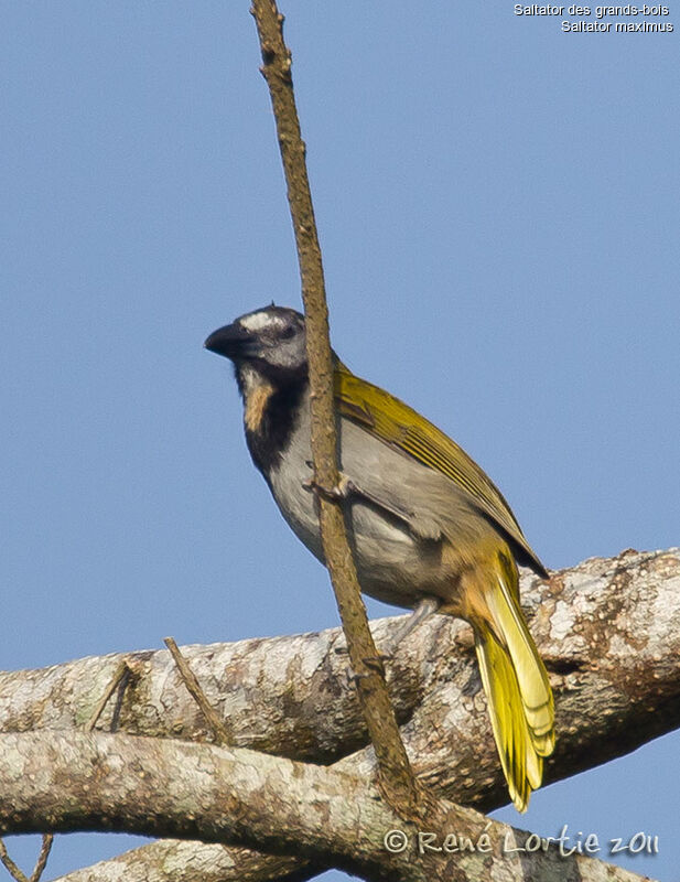 Saltator des grands-boisadulte, identification