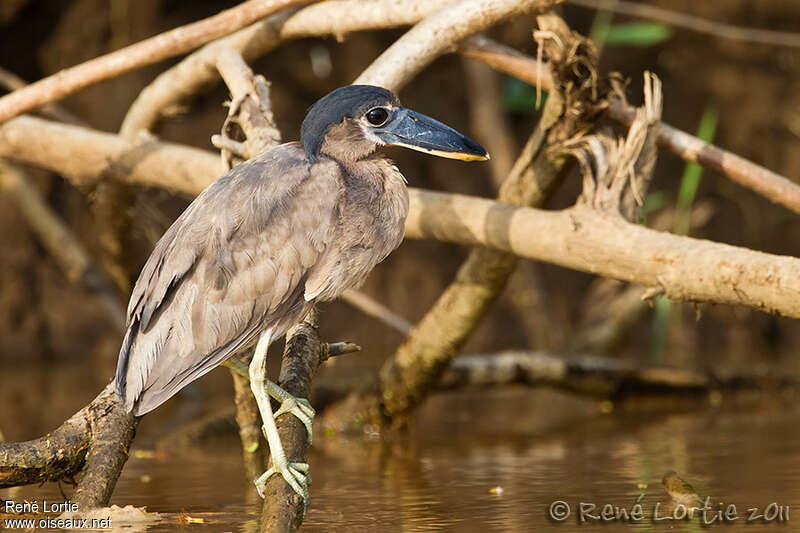 Savacou huppéimmature, identification