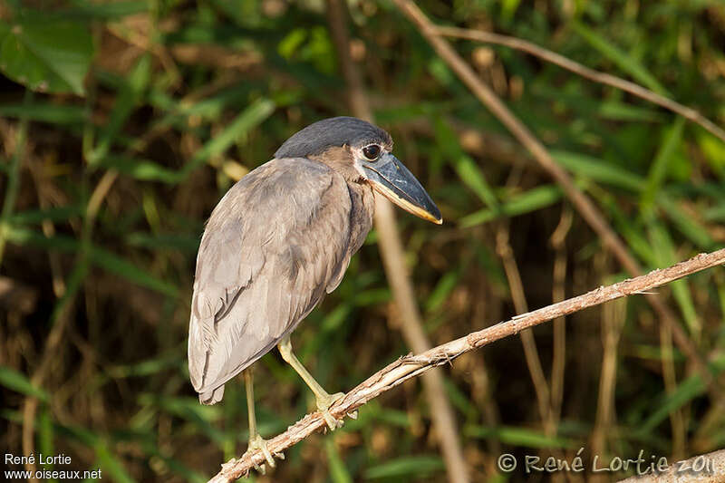 Savacou huppéimmature, identification